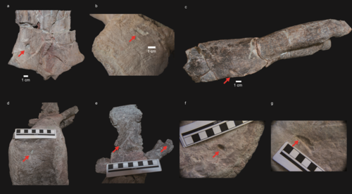 Marcas de dentelladas en algunos huesos del dinosaurio ‘Europatitan eastwoodi’/Colectivo Salense