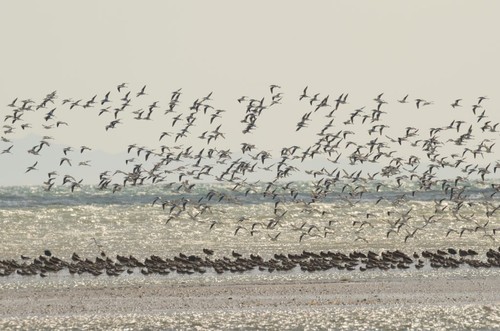 Migración de aves acuáticas/Taej Mundkur