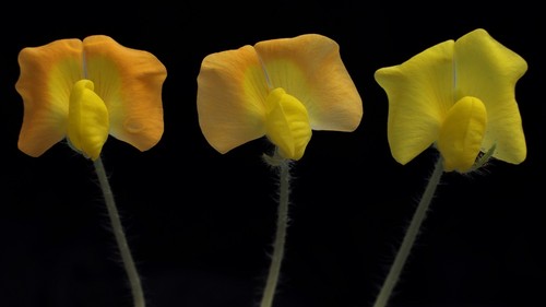 Variaciones en el color de las flores de Arachis/Fábio de Oliveira Freitas.