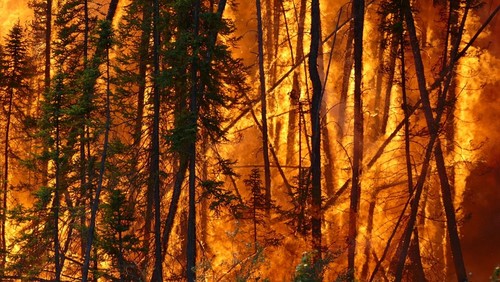 Incendio en un bosque boreal de Canadá. / Stefan Doerr.