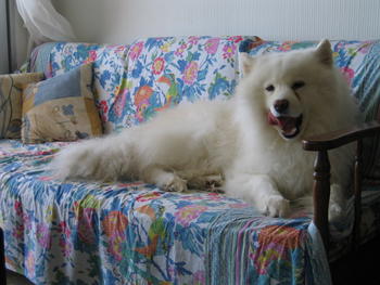 Imagen de un perro adulto de la raza samoyedo.