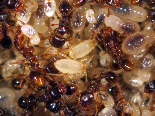 Interacciones entre áfidos y hormigas.
