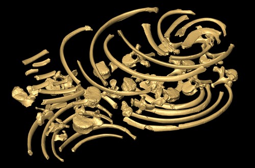 Reconstrucción virtual: fósiles individuales de costillas y vértebras del niño Turkana./Fred Spoor.