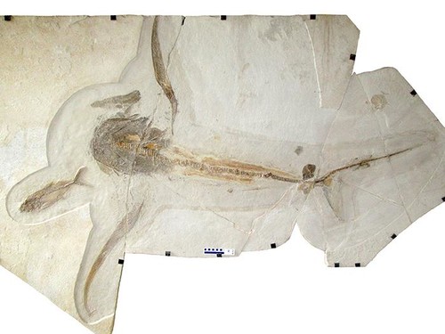 Fósil del tiburón 'Aquilolamna milarcae' encontrado en piedra caliza de Vallecillo (México)/ © Wolfgang Stinnesbeck