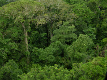 Dosel del bosque tropical en América Central (Foto: STRI)
