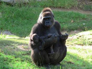 Gorila hembra del zoo de San Diego (California, EE. UU.), cuyo genoma ha sido secuenciado en el estudio./ Tomás Marquès-CSIC.