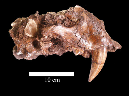 Fósil de Homotherium venezuelensis hallado en Orocual