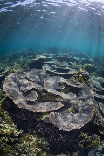 Corales en Australia. Foto: Tom Bridge.
