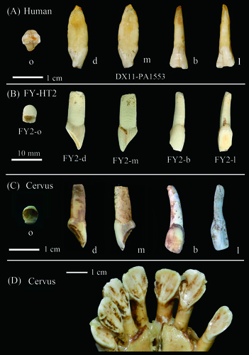 Comparación de diente humano de la cueva de Fuyan (A), del diente de herbívoro publicado como humano por Sun et al. 2021 (B), y de dientes de ciervo del Pleistoceno Superior (C) y actuales (D)/M. Martinón Torres et al.