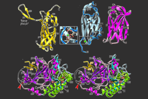 Estructura tridimensional de algunos de los siete dominios de la proteína PorU de Porphyromonas gingivalis. / IBMB-CSIC.