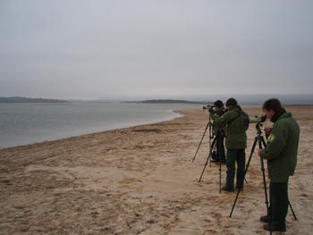 Agentes medioambientales realizan el censo de aves acuáticas en el embalse de la Cuerda del Pozo.