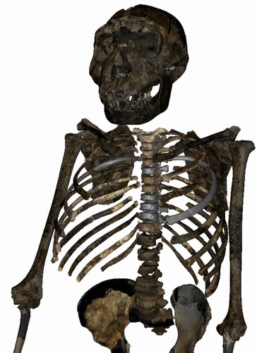 Esqueleto de lado del joven Homo erectus de Turkana (Kenia)./Markus Bastir.