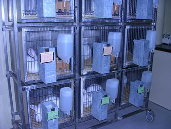 Conejos alojados en jaulas del animalario
