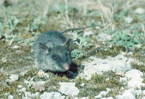 La Megadontomys thomasi fue una de las siete especies de roedores que resultaron positivas a la presencia del hantavirus. FOTO: UNAM.