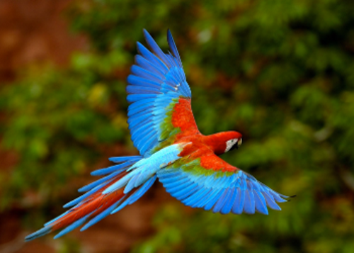 Estudo internacional resultou na elaboração da árvore filogenética das aves mais fiável até à data. FOTO: UP