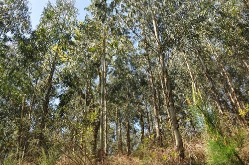 Plantación de eucaliptos en Okondo, Alava. Foto: Maider Iglesias.