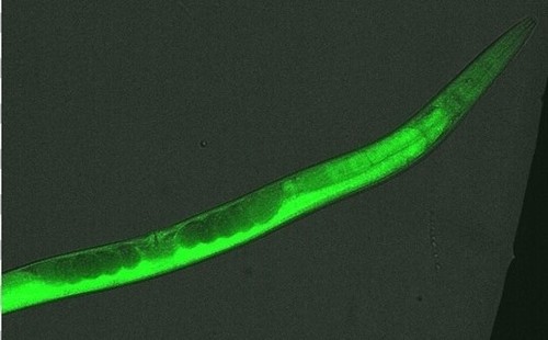Nematodos de la especie 'Caenorhabditis elegans'/EPM-Unifesp