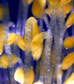 Imagen seleccionada para la portada del número 25 de PNAS (22 de junio de 2010). Muestra plantas de 'Arabidopsis thaliana' germinadas en la oscuridad.