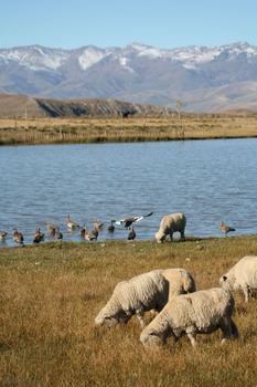 Aves acuáticas en peligro de extinción en el Parque Nacional Lanín (Argentina).