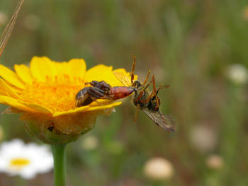 Una araña cangrejo, 'Synaema globossum', se alimenta de una abeja polinizadora. Foto: Eva De Mas, CSIC.