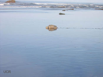 Miles de tortugas lora llegan a poner sus huevos a la playa de Ostional cada mes.
