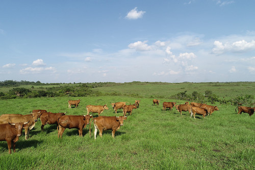 Imagen de vacas captada desde un dron./ Raúl Alejandro Díaz, magíster en Producción Animal, UNAL Sede Bogotá.