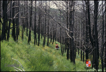 Una de las fotografías del banco de imágenes de Cesefor, correspondiente a un pinar en Ponferrada, León.