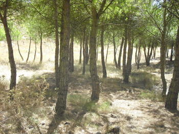 Montes de Palencia.