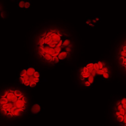 En rojo, cloroplastos de células aisladas a partir de hojas de Arabidopsis thaliana, a través de microscopía confocal. Imagen: Mónica Balsera.