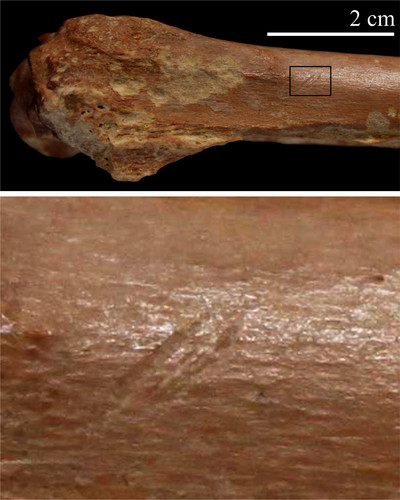 Resto óseo de bóvido con marcas de herramientas de piedra/I. Cáceres
