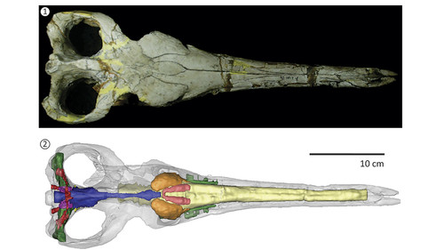 Cricosaurus araucanensis (MLP 72-IV-7-1). 1, Cráneo en vista dorsal. 2, Vista dorsal de la reconstrucción tridimensional del cráneo con los elementos óseos transparentados para mostrar las estructuras blandas que fueron recontruidas.