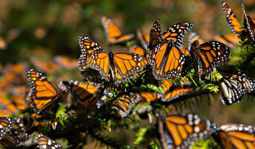 Mariposa monarca/UNAM