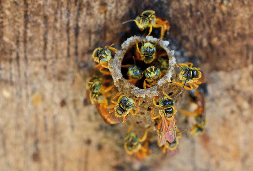 Las abejas mariolas eran insectos sagrados para los mayas por las propiedades curativas de su miel/Laura Rodríguez Rodríguez.