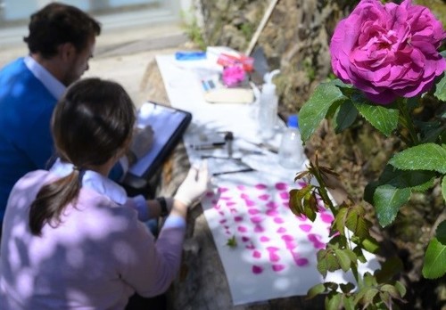 Investigación sobre rosas. Foto: César Hernández / CSIC Comunicación.