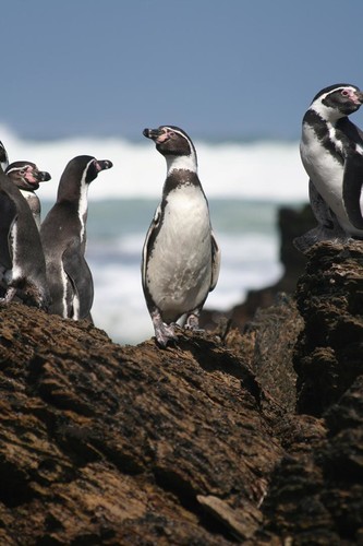 Pingüinos de Humboldt/Michael Adkesson