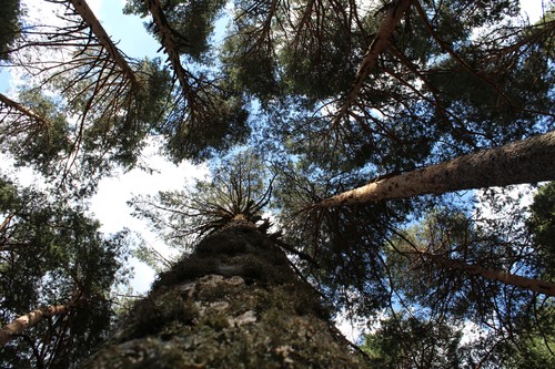 Cobertura de una masa de pino silvestre en Navacerrada