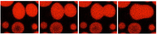 Condensados biomoleculares de proteínas virales. Las gotas contienen proteínas de replicación viral in vitro, una de ellas modificada para emitir un color rojo. La secuencia de imágenes de microscopía de fluorescencia muestra su naturaleza líquida.
