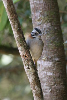Una de las aves analizadas en Brasil (FOTO: CSIC)