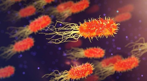 Bacterias. Imagen: CSIC.