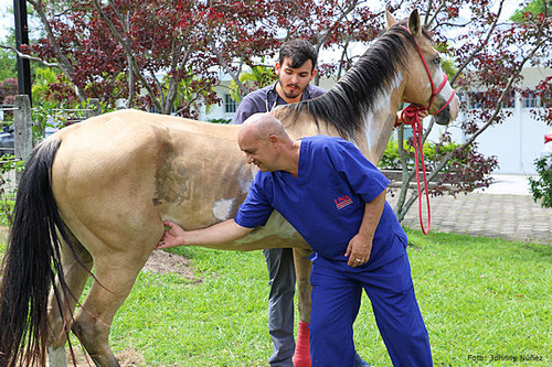 Según el estudio del médico veterinario Rafael Vindas (primer plano) la rodilla y la tuberosidad coxal del caballo, son modelos representativos para estudiar la regeneración del cartílago, y se puedan usar en la salud pública/J. Núñez).
