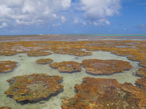 Atol da Rocas, en el estado brasileño de Rio Grande do Norte, es un atolón constituido principalmente por algas calcáreas/Marina Nasri Sissini)