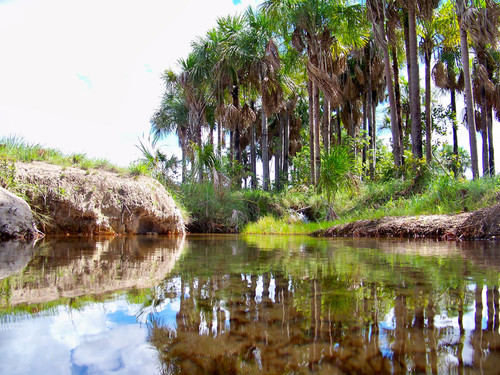El moriche es una palma de gran tamaño, indispensable como reservorio de agua y minerales. Foto: archivo Unimedios.