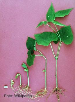 Planta de frijol en diferentes fases de crecimiento