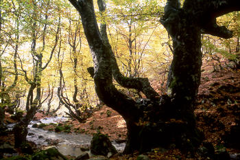 Hayedo de Ciñera (León), considerado por la ONG Bosques sin Fronteras como 'Bosque Mejor Cuidado' en 2007.