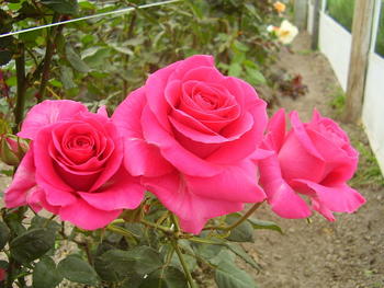 Ejemplar de rosal en flor