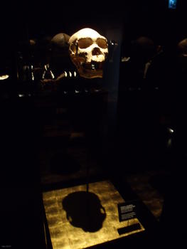 Cráneo 5 'Miguelón' y mandíbula pertenecientes al 'Homo heidelbergensis', hallado en la Sima de los Huesos (Atapuerca).