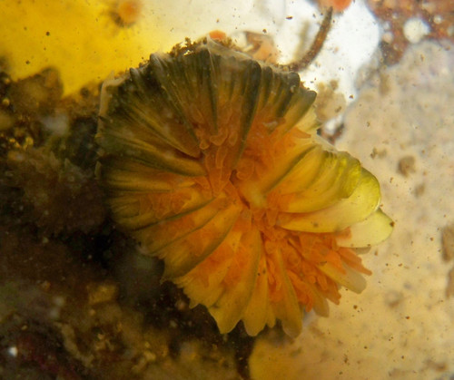 Coral Desmophyllum dianthus (FOTO: CSIC).
