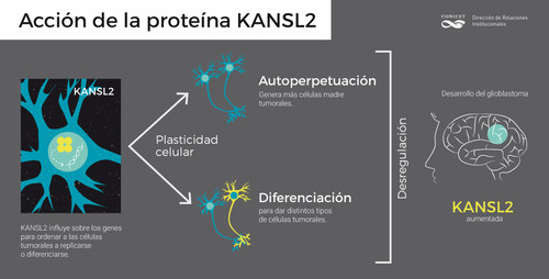 Acción de la proteína KANSL2. Infografía: Conicet
