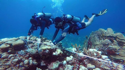 Arrecifes coralinos del sureste dominicano.