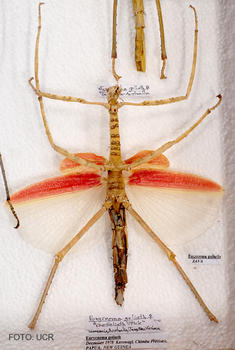 Insecto procedente de Papúa Nueva Guinea.